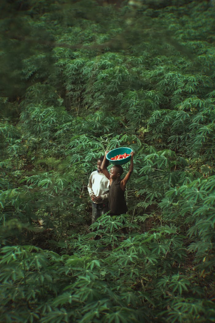 Teenagers Carrying a Bowl Through a Cassava Plantation